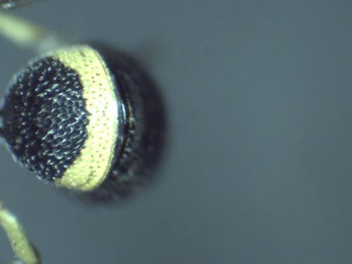 Stenodynerus chevrieranus